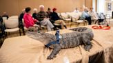 'Dad' of Wally, the missing emotional support alligator, makes tearful plea for his return