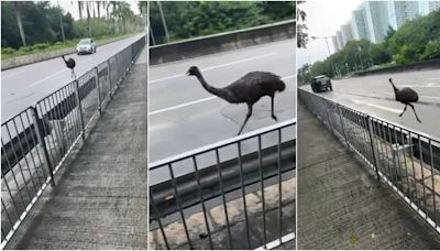 有片︱天水圍驚現澳洲鴕鳥「鴯鶓」大步走 人員到場尋鳥蹤