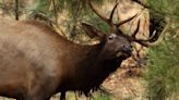 Elk and other wildlife get help crossing I-17 near Flagstaff with federal project