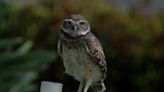 Annual Count for Cape Coral Burrowing Owls underway