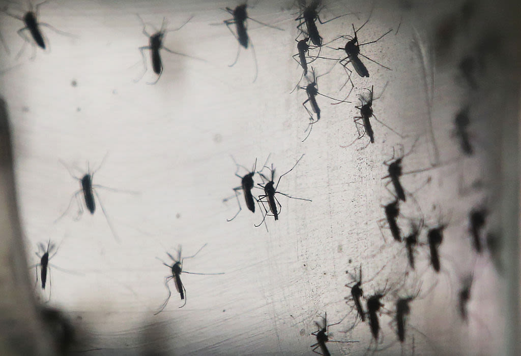 More yellow fever carrying mosquitoes found in Placer County