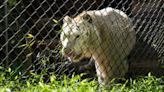 From ‘Tiger King’ to Tiger Rescue: Rare big cats find new home in NC sanctuary