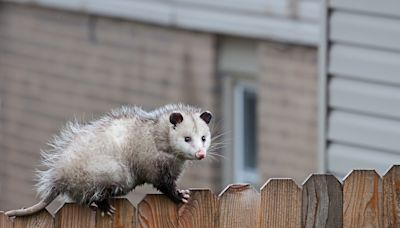 How to Get Rid of Possums in Your Yard, According to Pest Experts — Best Life