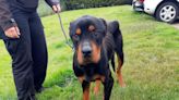 Elderly couple handed lifetime ban on owning animals after starving their Rottweilers