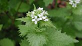 Dense thorn bushes, 2-foot-wide flowers and more. These are Wisconsin's worst invasive plants.