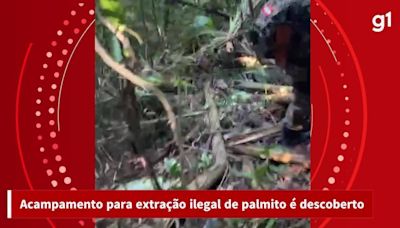 Acampamento para extração ilegal de palmito é descoberto em área ambiental de Florianópolis