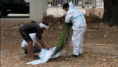 Autopsy of peacocks found dead at Delhi’s Palam airbase points towards heatstroke