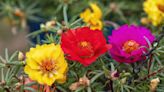 How to Grow and Care for Portulaca, a Pretty Flowering Succulent