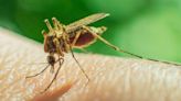 'Repel mosquitoes' from homes and gardens with common plant expert swears by