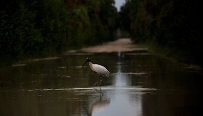 Wilderness designation planned for the Big Cypress fails. Why some groups are happy