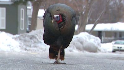 Wild turkey terrorizing Minnesota neighborhood since 2021