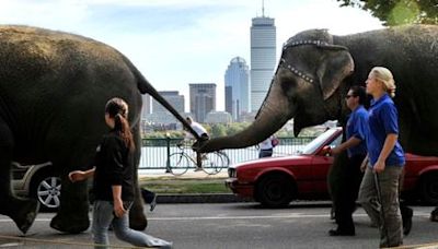 Massachusetts House votes to ban using big cats, elephants in circuses - The Boston Globe