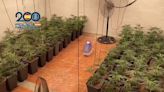 Spanish police arrest five people and seize 1,000 marijuana plants