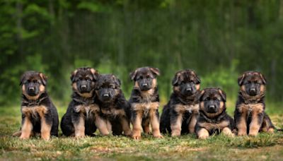 German Shepherd Puppies Adorably ‘Attack’ Woman Just in Time for Shark Week