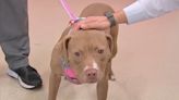 Furever Friday: Pitbull mix Athena looking for forever home