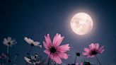 Cuándo y dónde ver la Luna de Flores en Estados Unidos en 2024 - El Diario NY