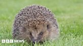 Gloucestershire warning over hedgehog and frog 'massacre'