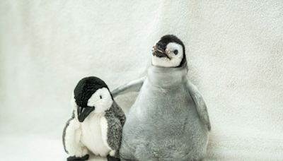 SeaWorld San Diego’s Pearl comes in 3rd place in global most popular penguin contest