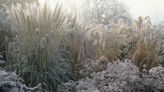 The magic of winter grasses and top tips for growing them in the garden