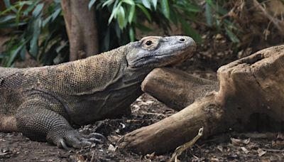 Komodo dragons have iron-tipped teeth, new study shows