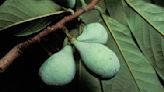 The unsung pawpaw is a delicious, low-maintenance, native N. American fruit tree
