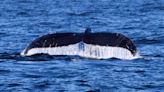 Oregon Coast whale watching 2023: Where to see the world's largest animals