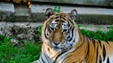 Thor, rescued tiger at Crown Ridge Sanctuary, turns 22