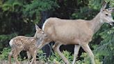 It’s calf and fawn season – keep your distance from elk and deer