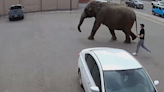 VIDEO: Circus elephant escapes handlers, takes a stroll through Montana town