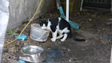 County cat rescues come to aid of feral colony living in Guelph's The Ward