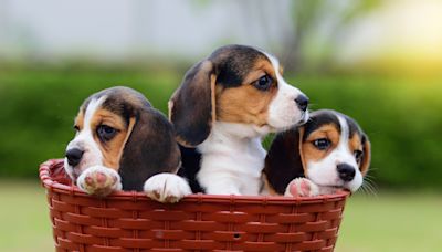 Empresa Envigo maltrata a miles de beagles y recibe multa millonaria