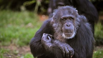Chester Zoo staff 'heartbroken' following death of 'one in a million' chimpanzee