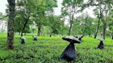 Torsa tea garden in Kalchini block of Alipurduar district abandoned by officials