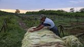 Científicos mexicanos salvan el “oro verde” de Yucatán con un agave mejorado