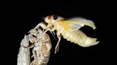 Embrace, enjoy the cicada show, courtesy of Mother Nature