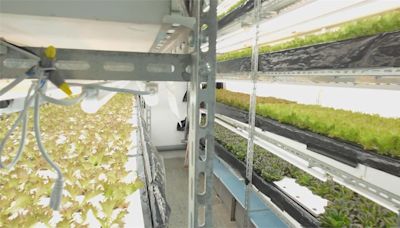 AI助攻！ 板橋「智慧植物工廠」 自動化生產水耕蔬菜