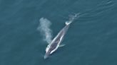 Dead fin whale discovered across bow of cruise ship in New York City