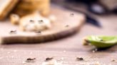 10 trucos naturales para alejar a las hormigas de tu cocina