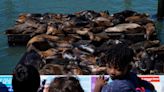 An anchovy feast draws a crush of sea lions to one of San Francisco’s piers, the most in 15 years