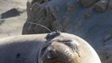 Gigi the elephant seal spent 342 days on ocean migration. What can she teach scientists?