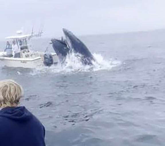 Whale slams boat, topples 2 fishermen off Rye coast: 'Oh no, we're going down'