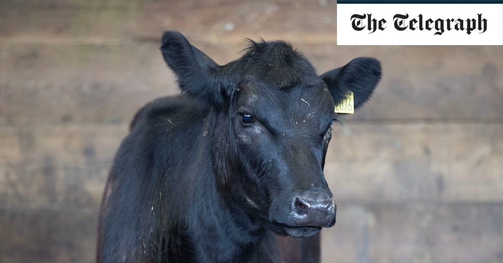 Police watchdog will not investigate officer who ran over cow