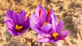 You Should Plant Saffron Crocus Right Now for Fall Color—Here's How