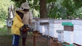 Miel de Zárate: "Tenemos muchos inconvenientes con varios factores naturales, pero también producimos la mejor miel en la región"
