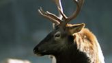 CPW investigating 'unprecedented' third cow elk attack in Estes Park