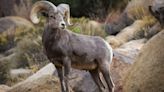 Hikers Scramble to Scale a Mountain Allowing Bighorn Sheep to Pass in Glacier National Park