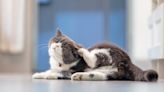 Allergies in Cats: How to Spot, Treat, and Prevent Them