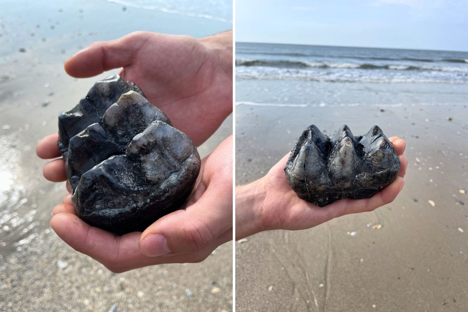 "Once in a lifetime" mastodon fossil tooth found on South Carolina beach