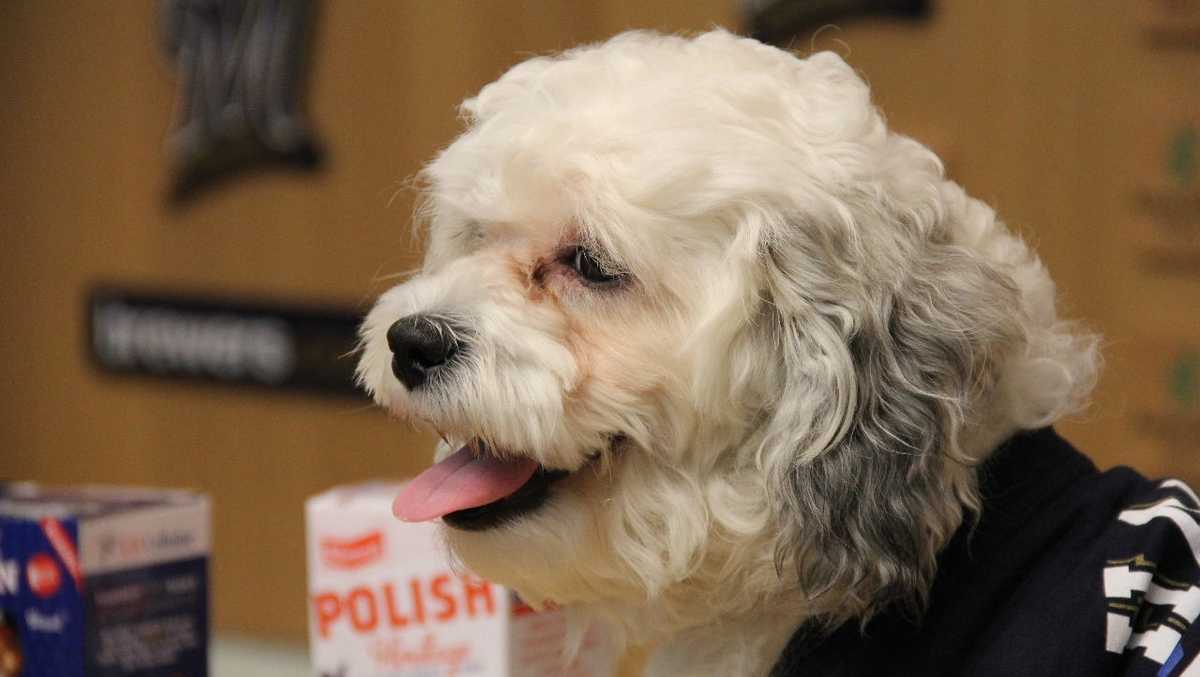 Hank 'The Ballpark Pup' has died