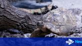 Huge tortoises the weight of '24 pack of Irn-Bru' arrive at Scots zoo